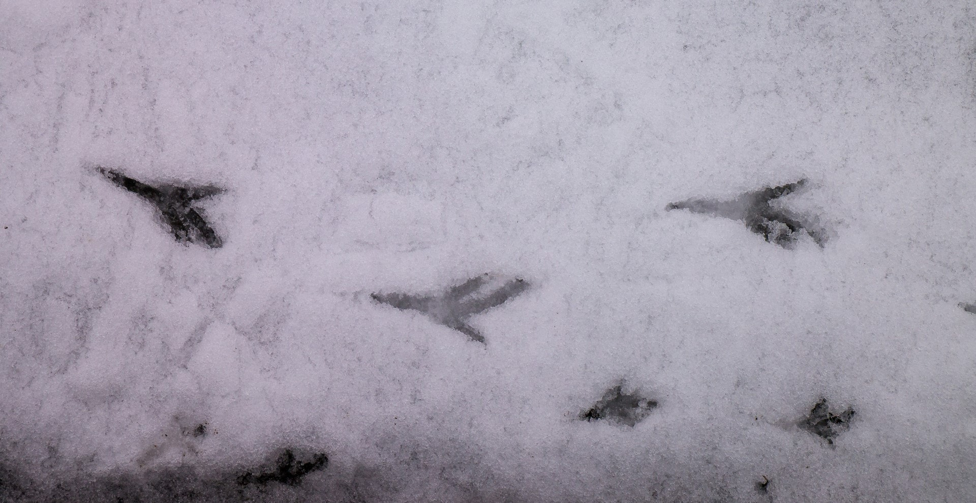 Panasonic Lumix DMC-GX1 sample photo. Tracks - crow and below: winter wren photography
