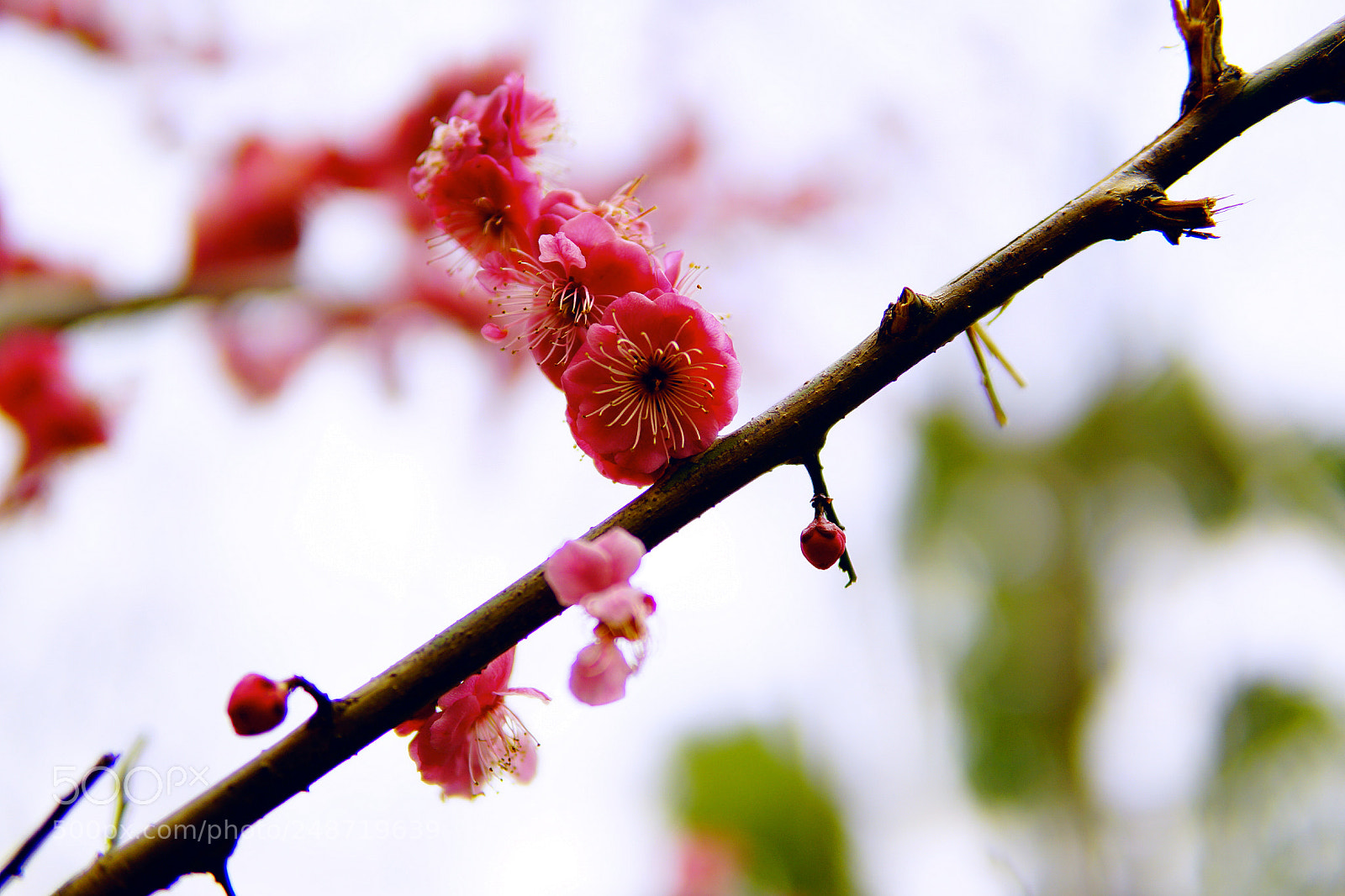 Sony a6000 sample photo. 斜梅呼春 photography