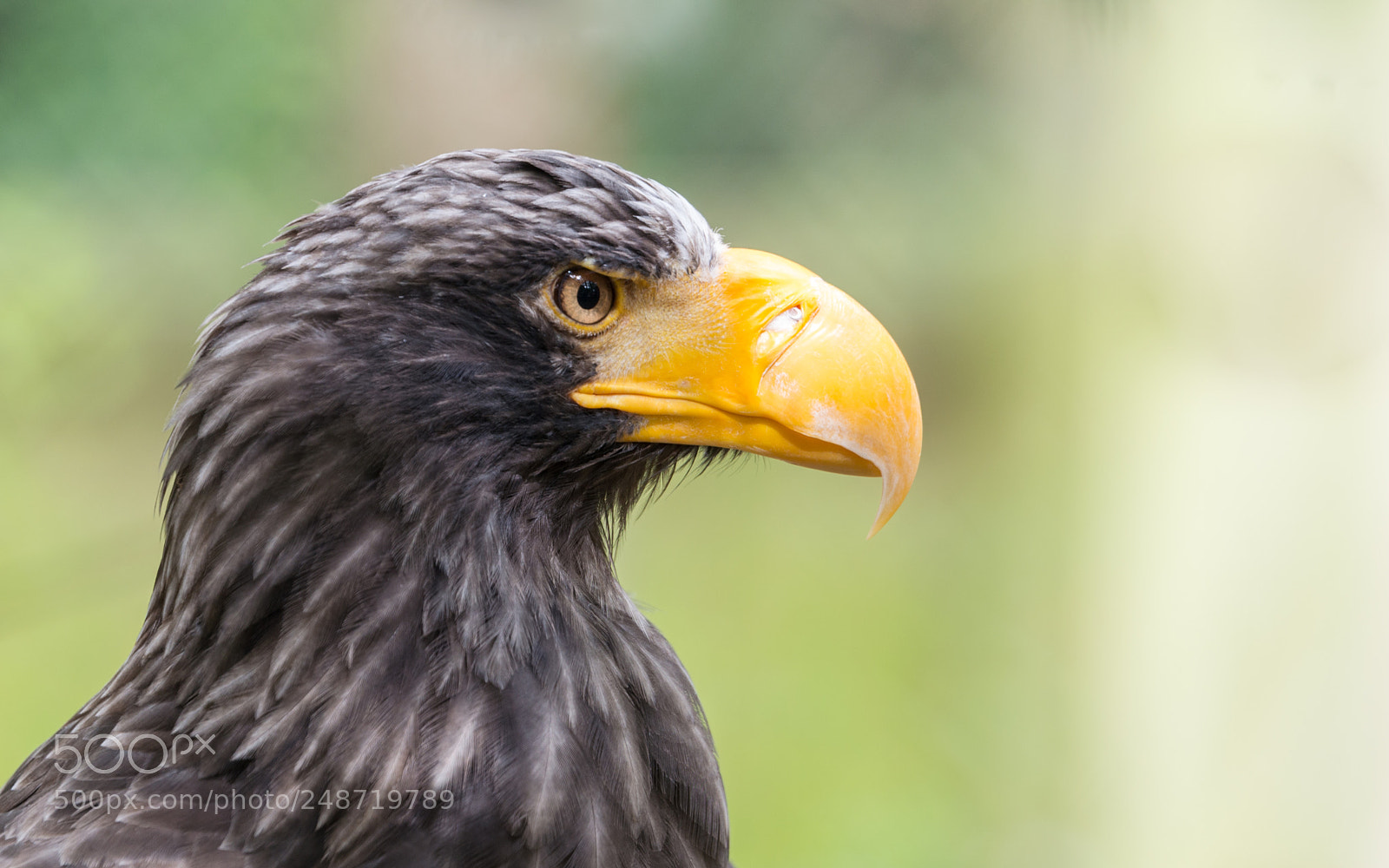 Nikon D800 sample photo. Pygargue de steller photography