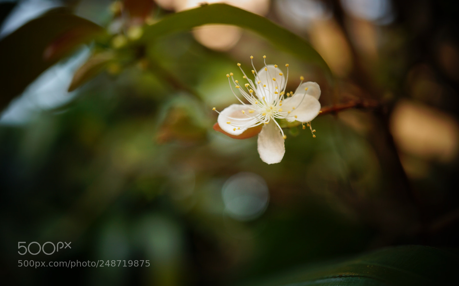 Sony a6000 sample photo. Surinam cherry blossom photography