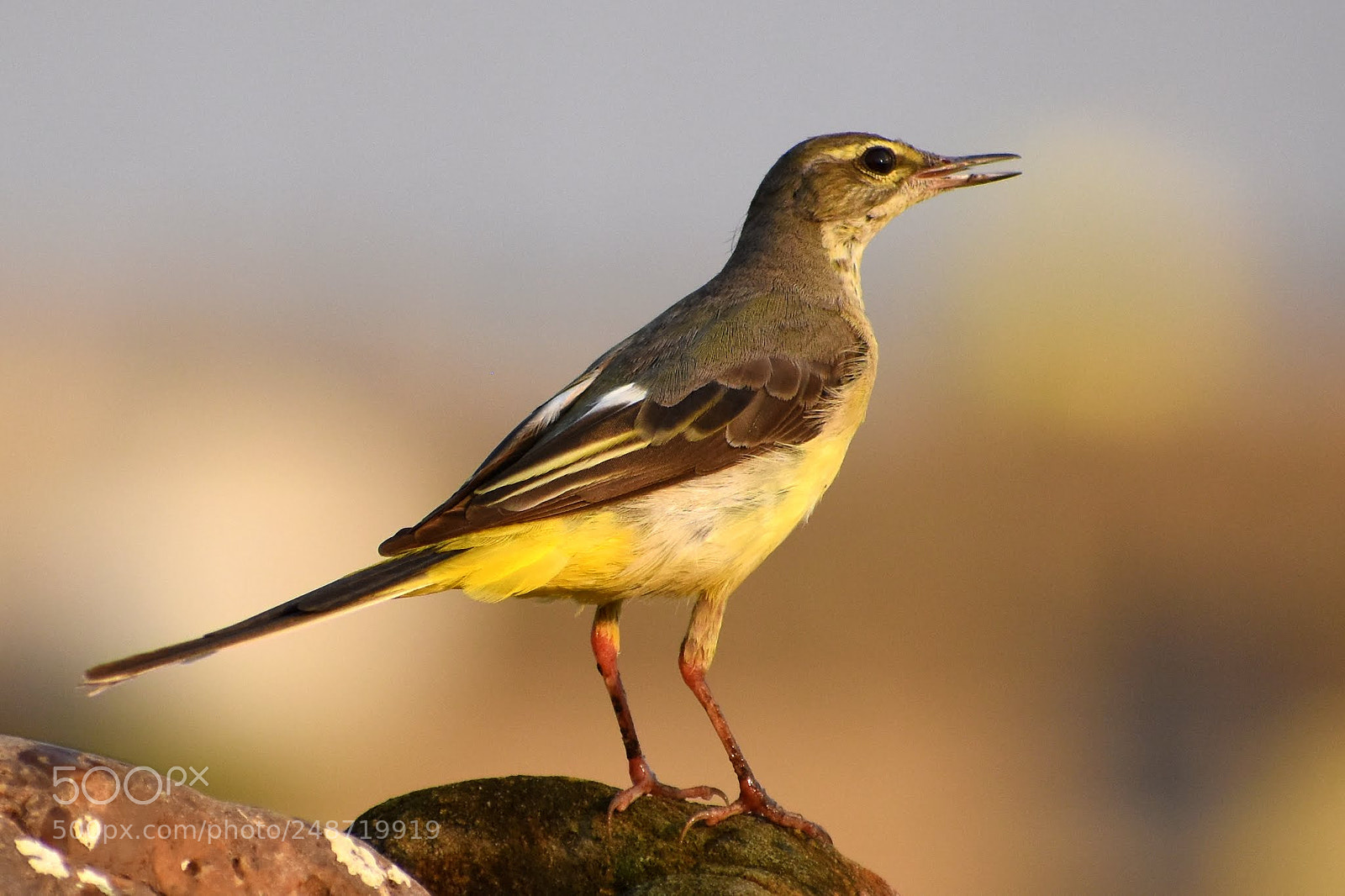Nikon D7200 sample photo. Yellow wagtail photography