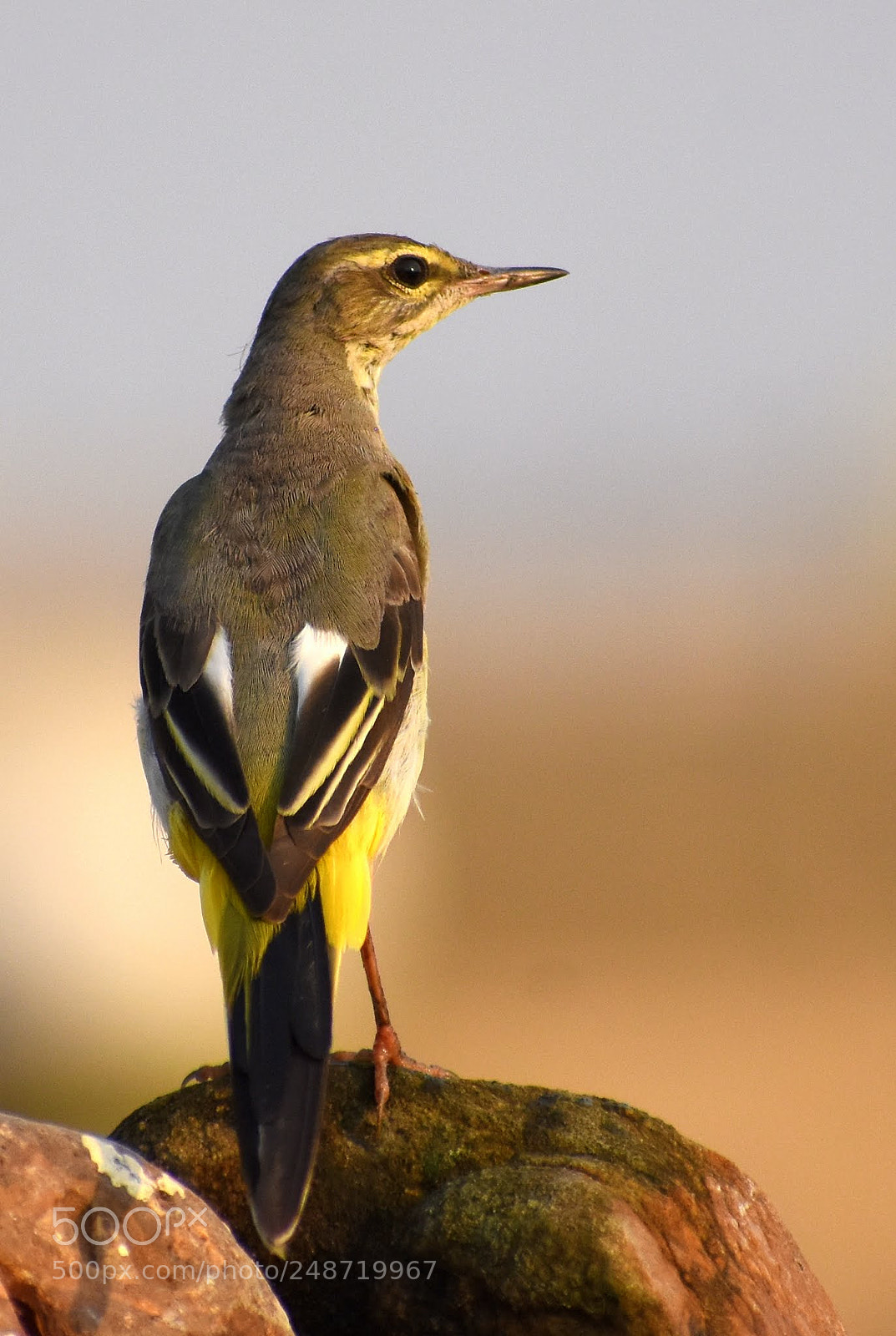 Nikon D7200 sample photo. Yellow wagtail photography