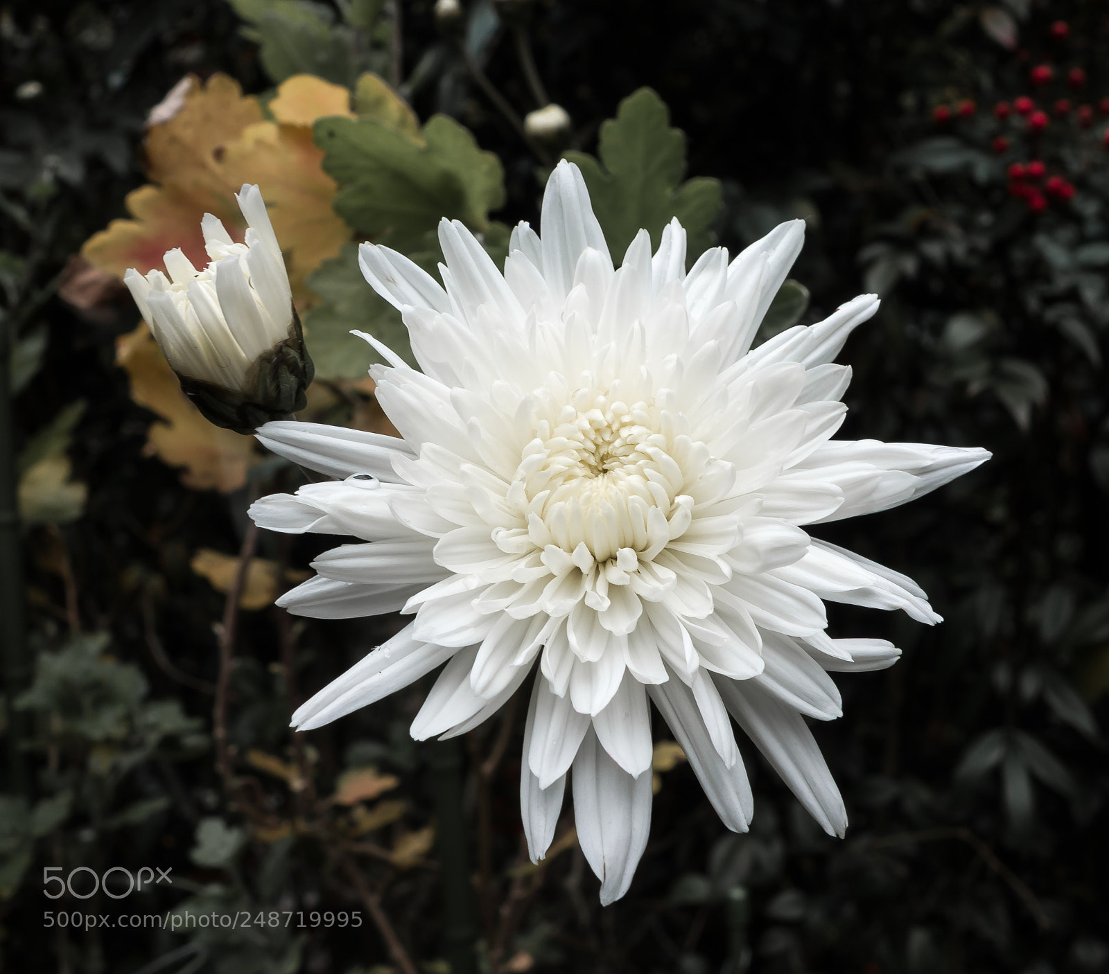 Sony Cyber-shot DSC-RX100 sample photo. White flowers are blooming photography