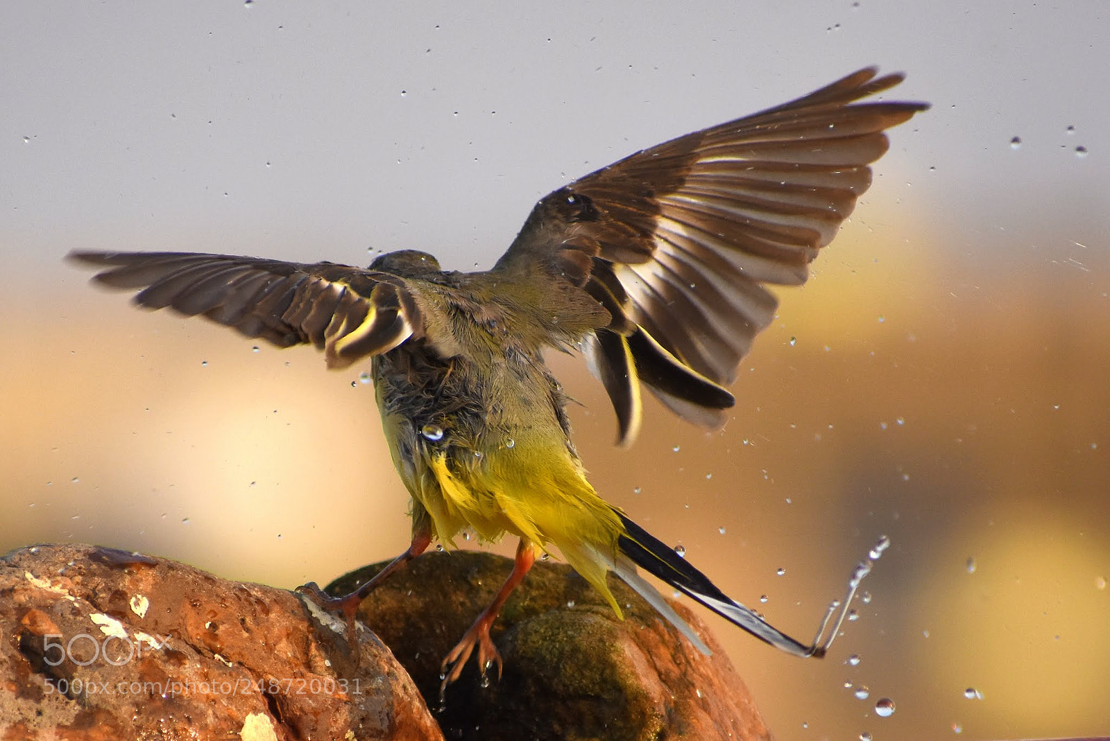 Nikon D7200 sample photo. Yellow wagtail photography