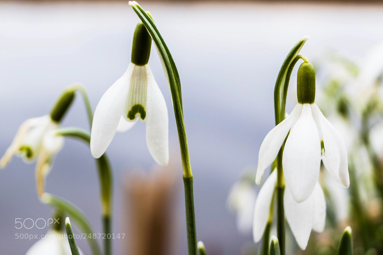 Sony SLT-A68 sample photo. Galanthus photography