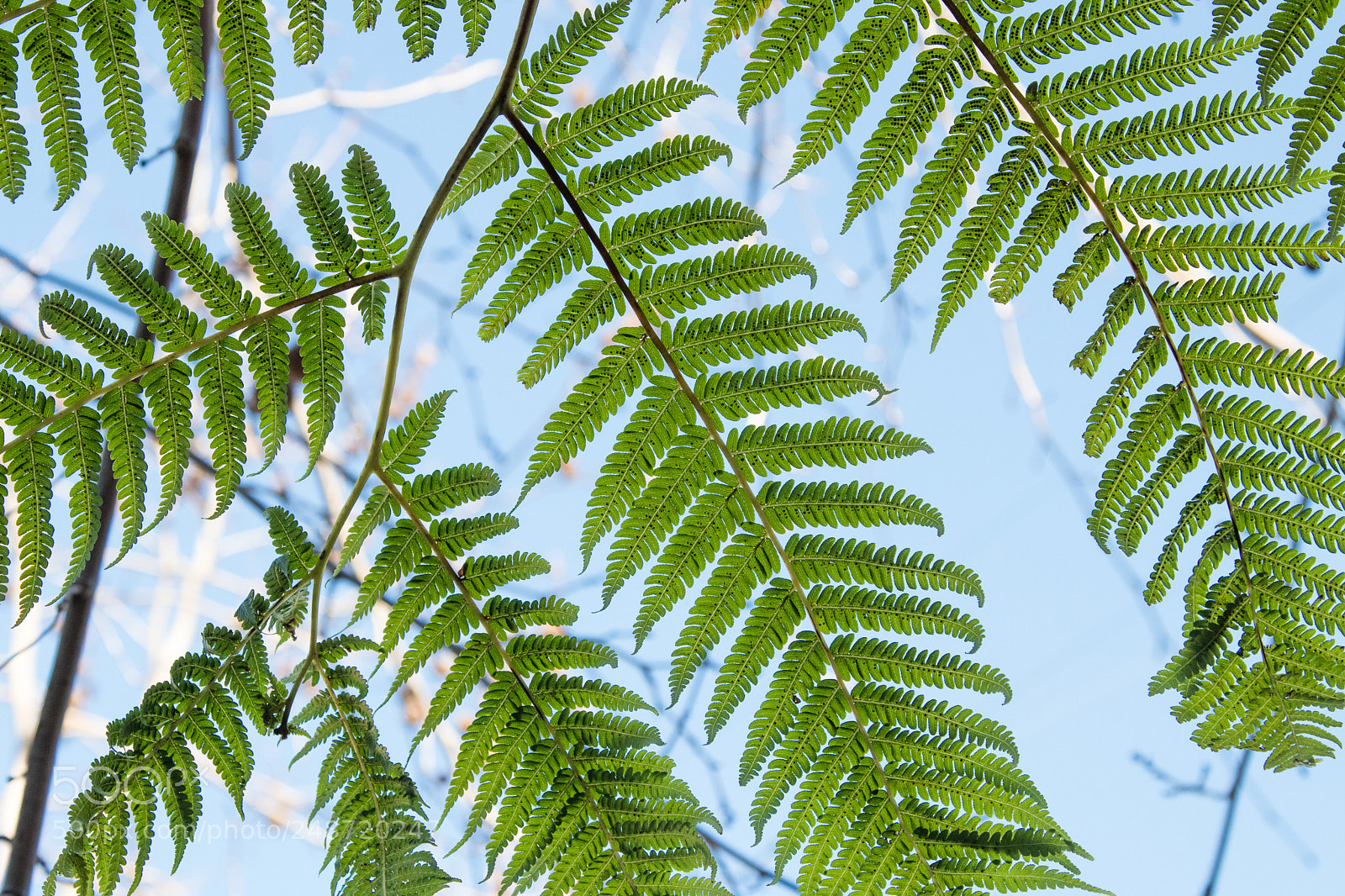 Canon EOS 80D sample photo. Fern 2 photography