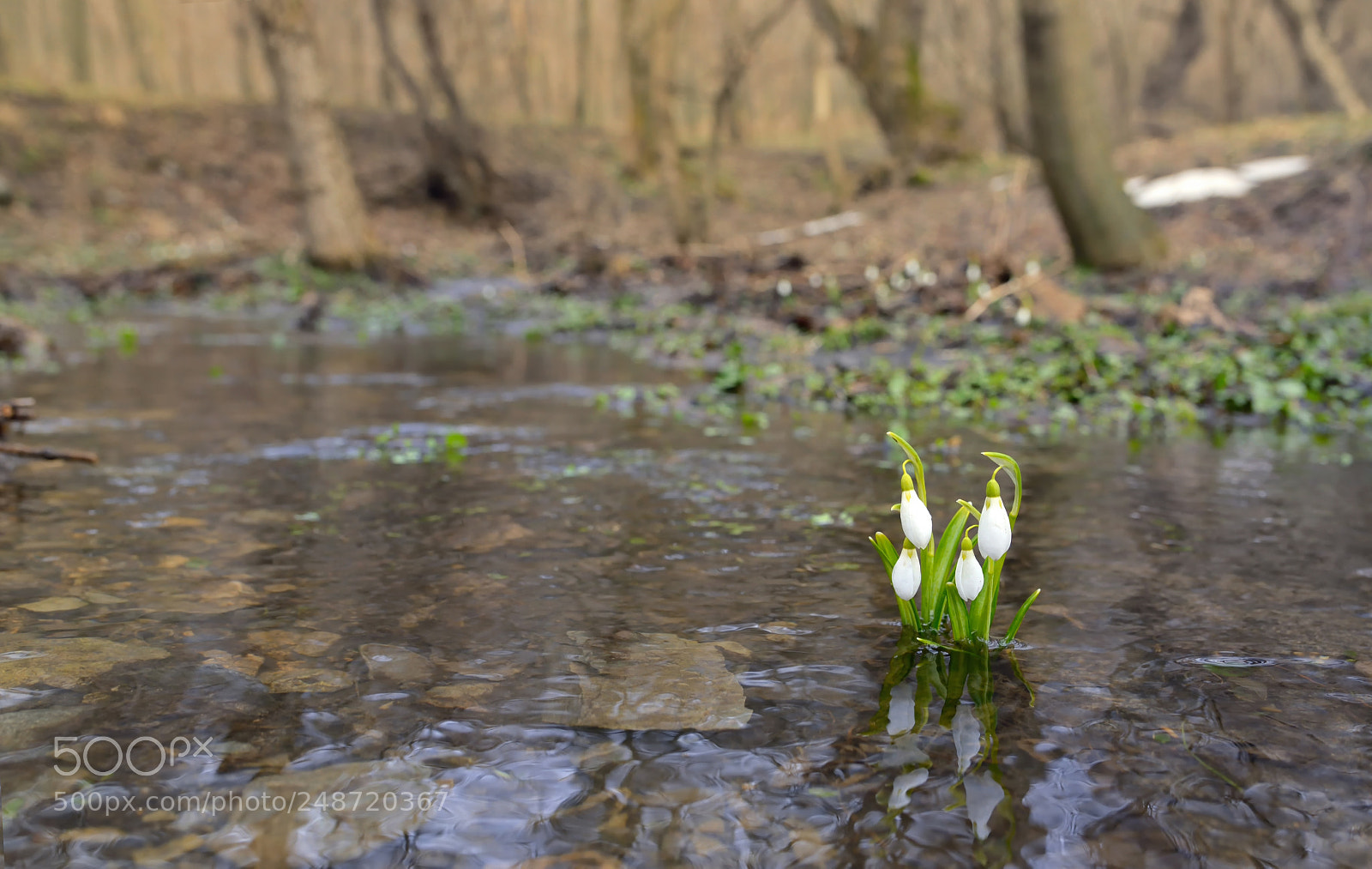 Nikon D610 sample photo. Snowdrops reflection in the photography