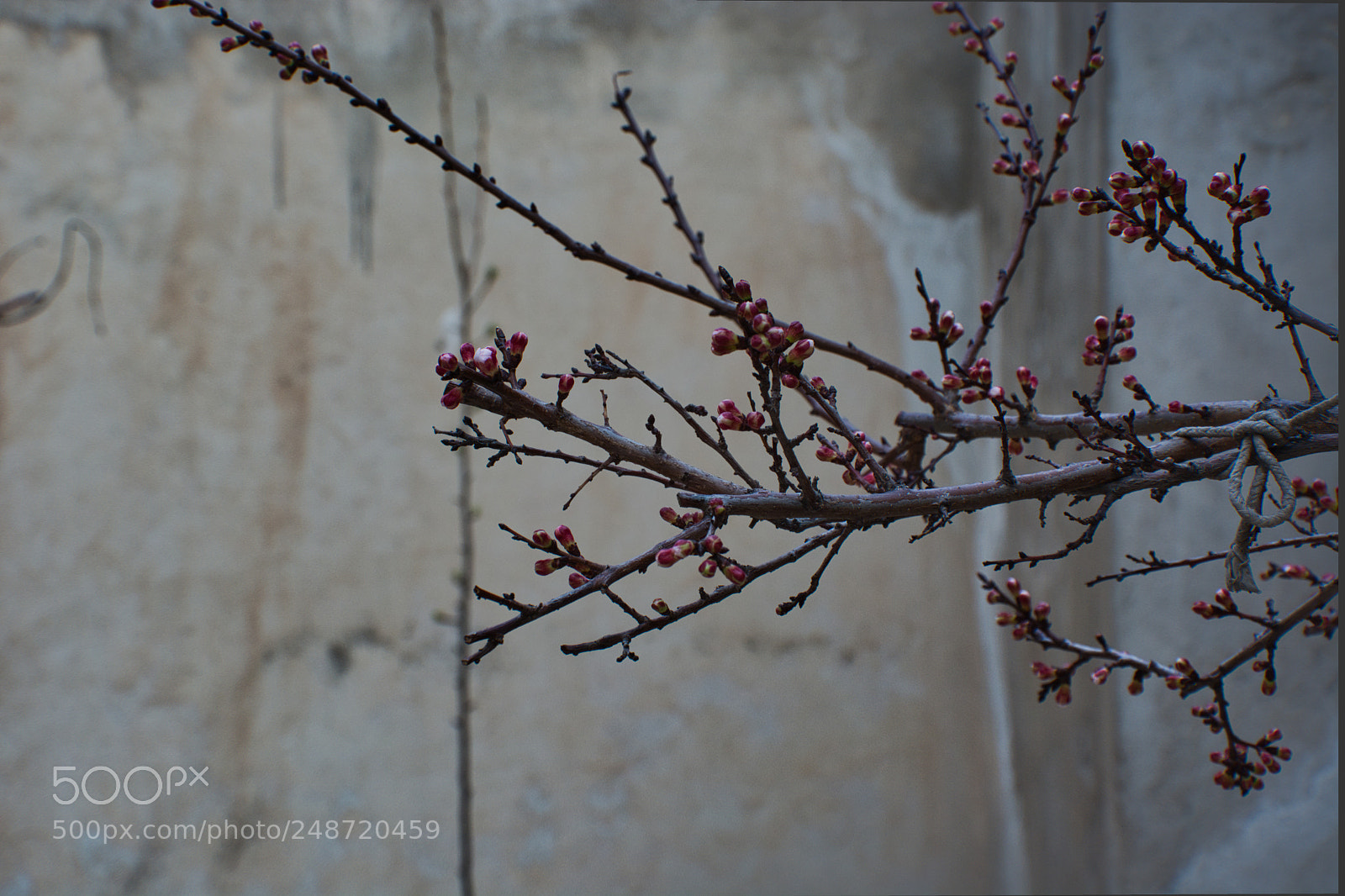Nikon D7100 sample photo. Blossom-2 photography