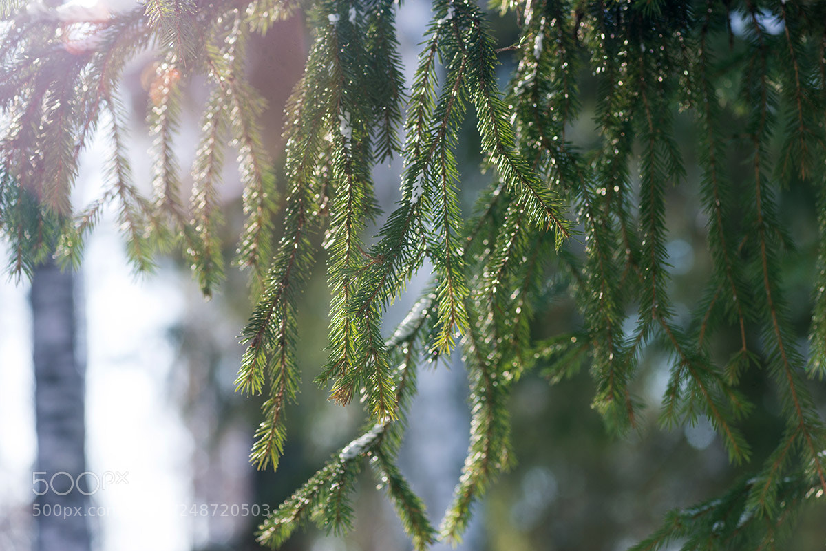 Nikon D800 sample photo. Spring photography