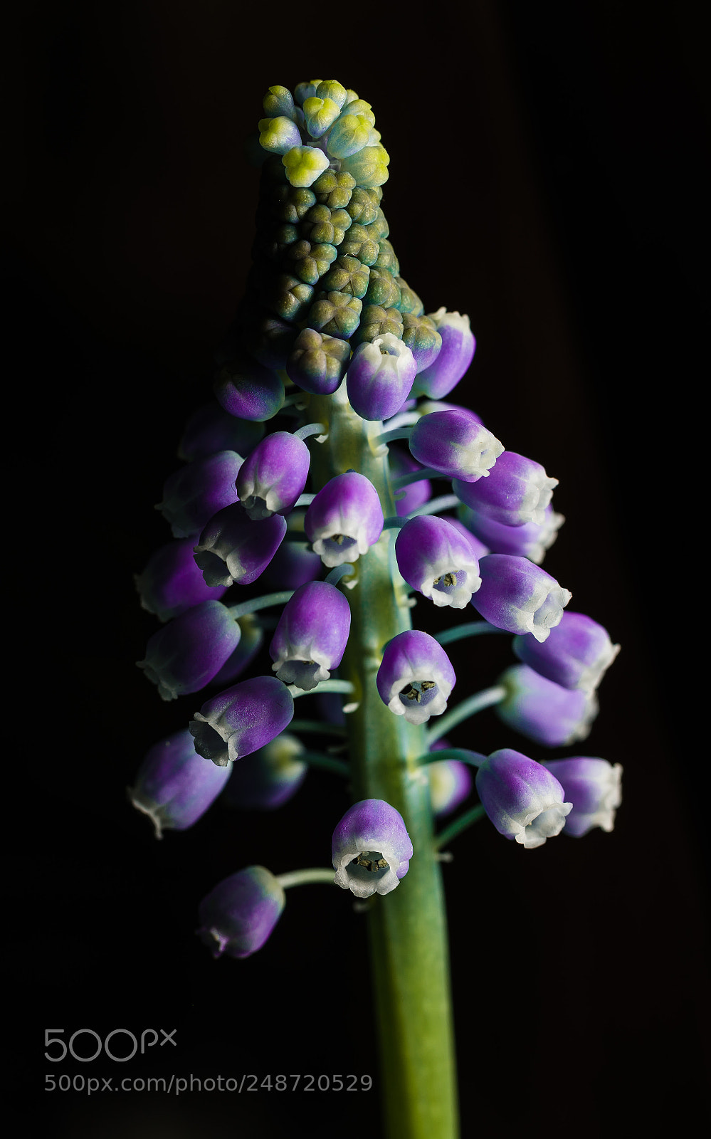 Sony a7R III sample photo. Geometric photography