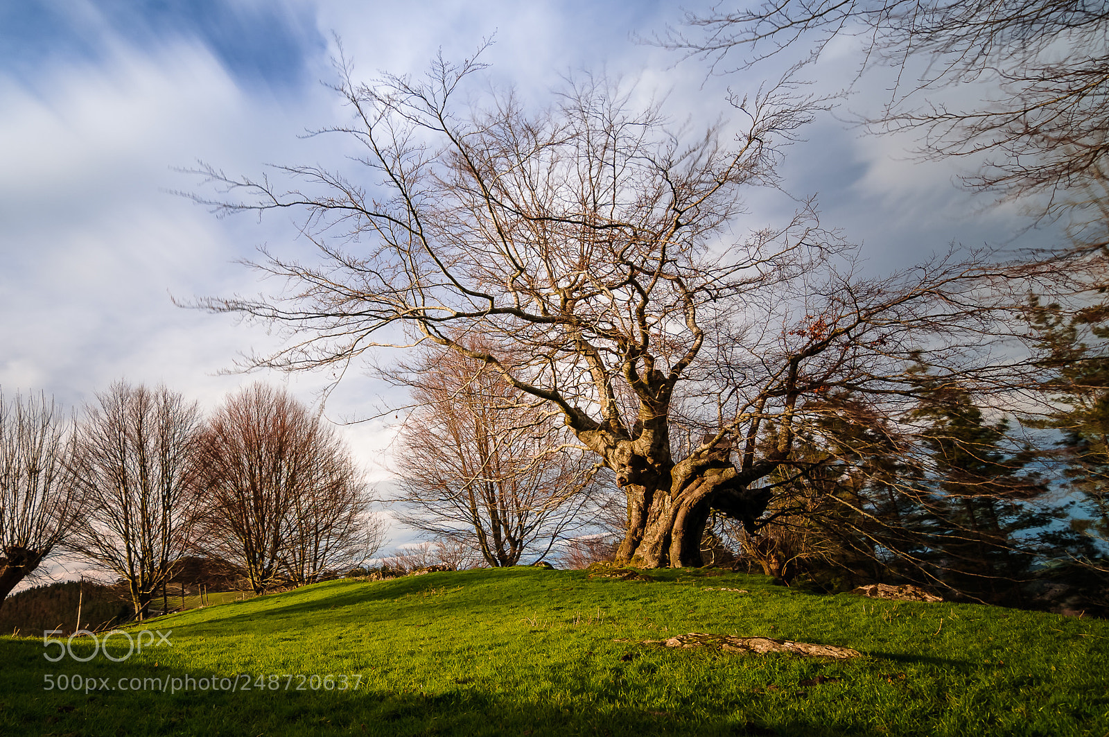 Nikon D300 sample photo. Arbol photography