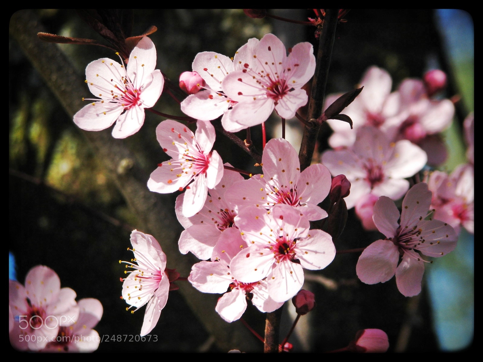Canon POWERSHOT S5 IS sample photo. Spring blossom photography
