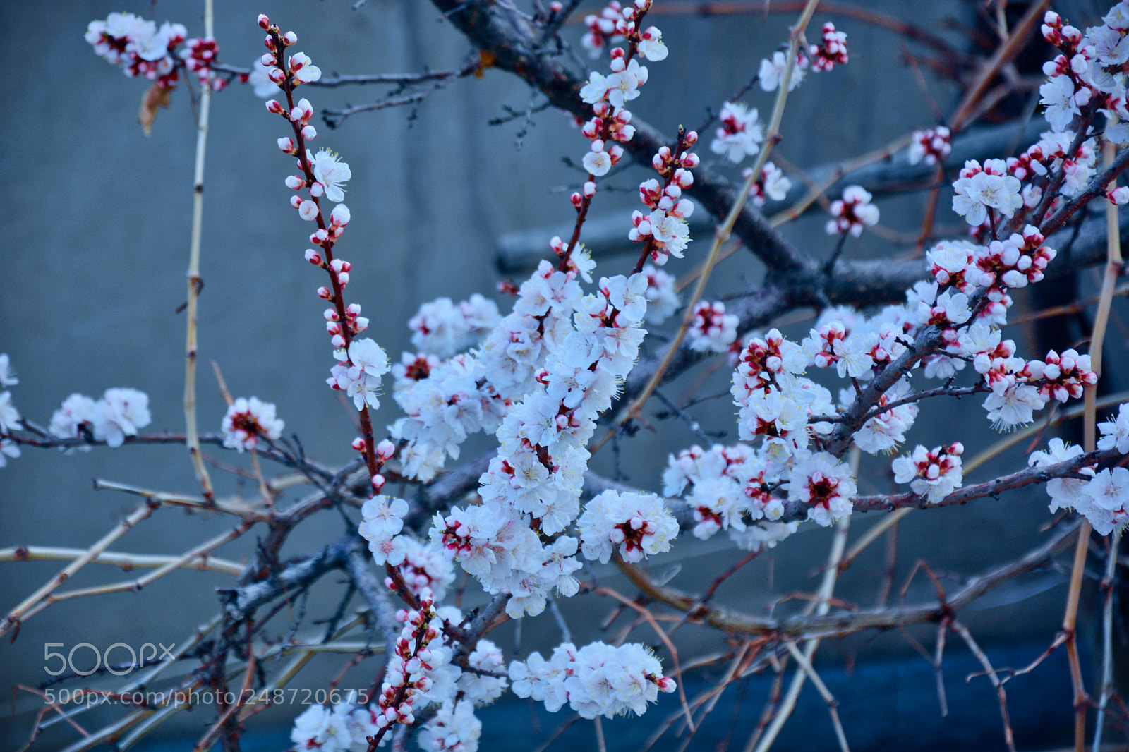 Nikon D7100 sample photo. Blossom-3 photography