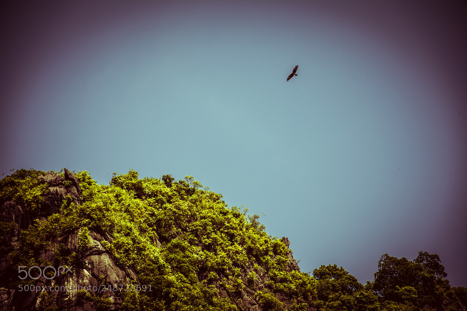 Nikon D5200 sample photo. The eagle has landed photography