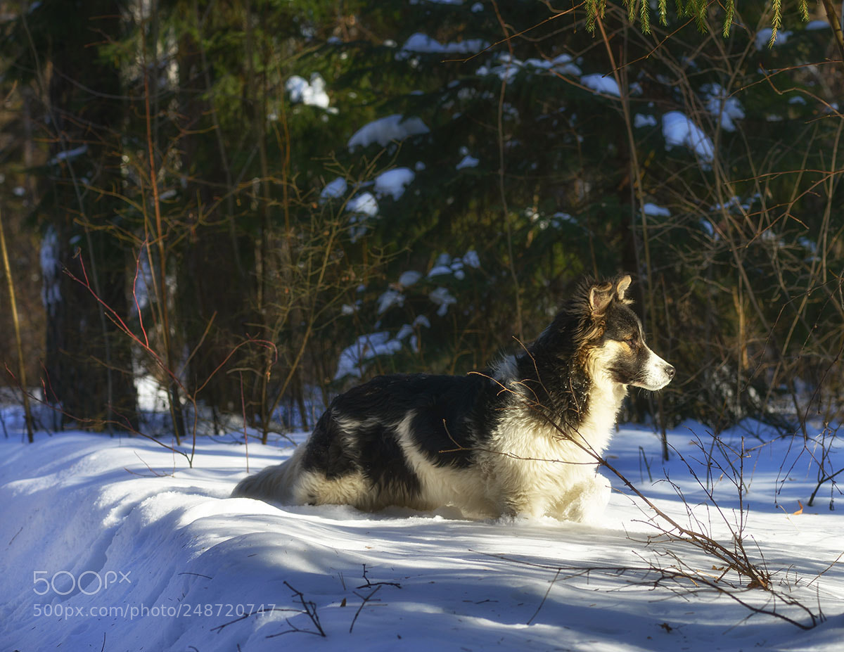 Nikon D800 sample photo. Spring.. canine friend photography