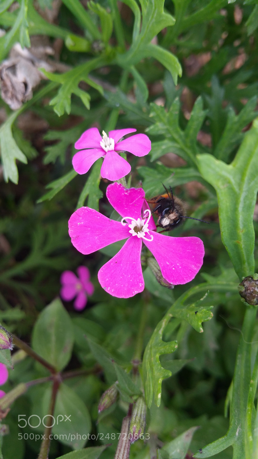 Samsung Galaxy Note4 sample photo. Bee photography