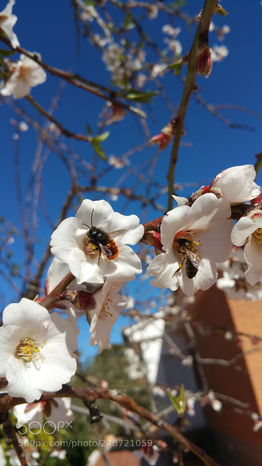 Samsung Galaxy Note4 sample photo. 2bee photography