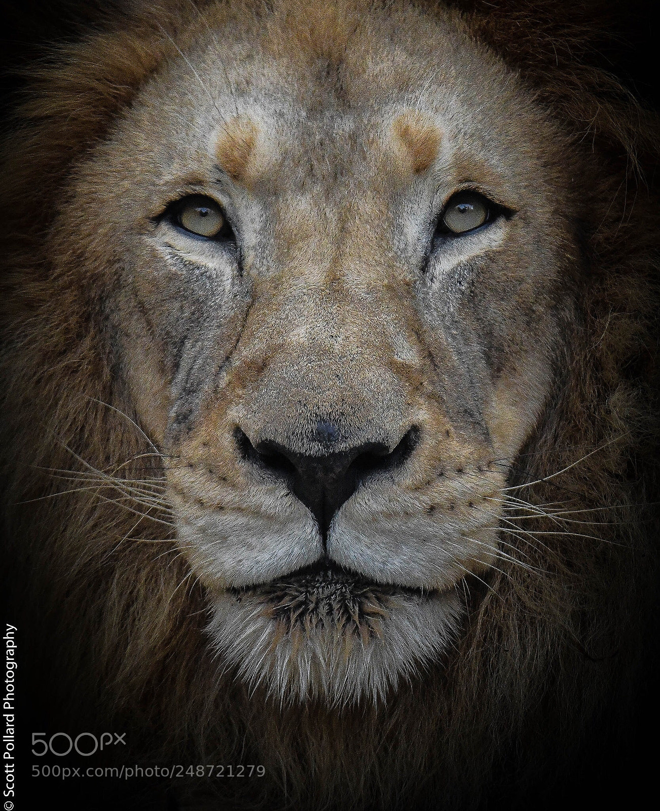 Nikon D500 sample photo. King. photography