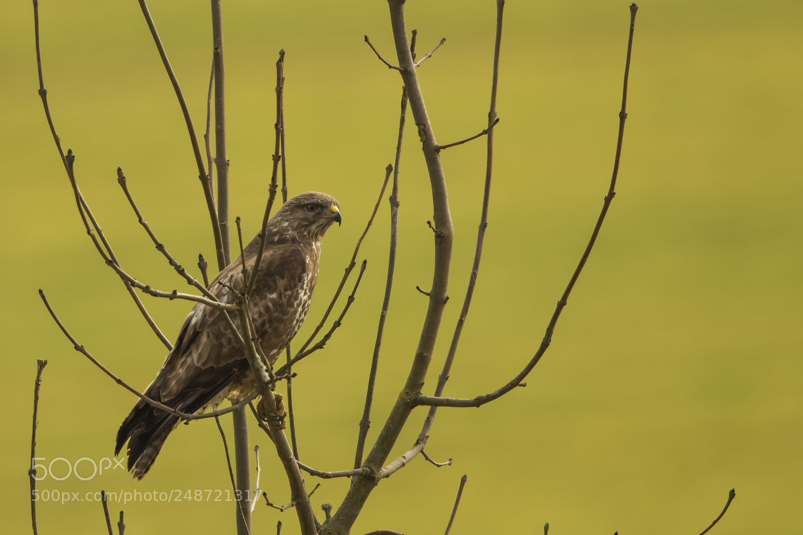 Canon EOS-1D Mark IV sample photo. Eye photography