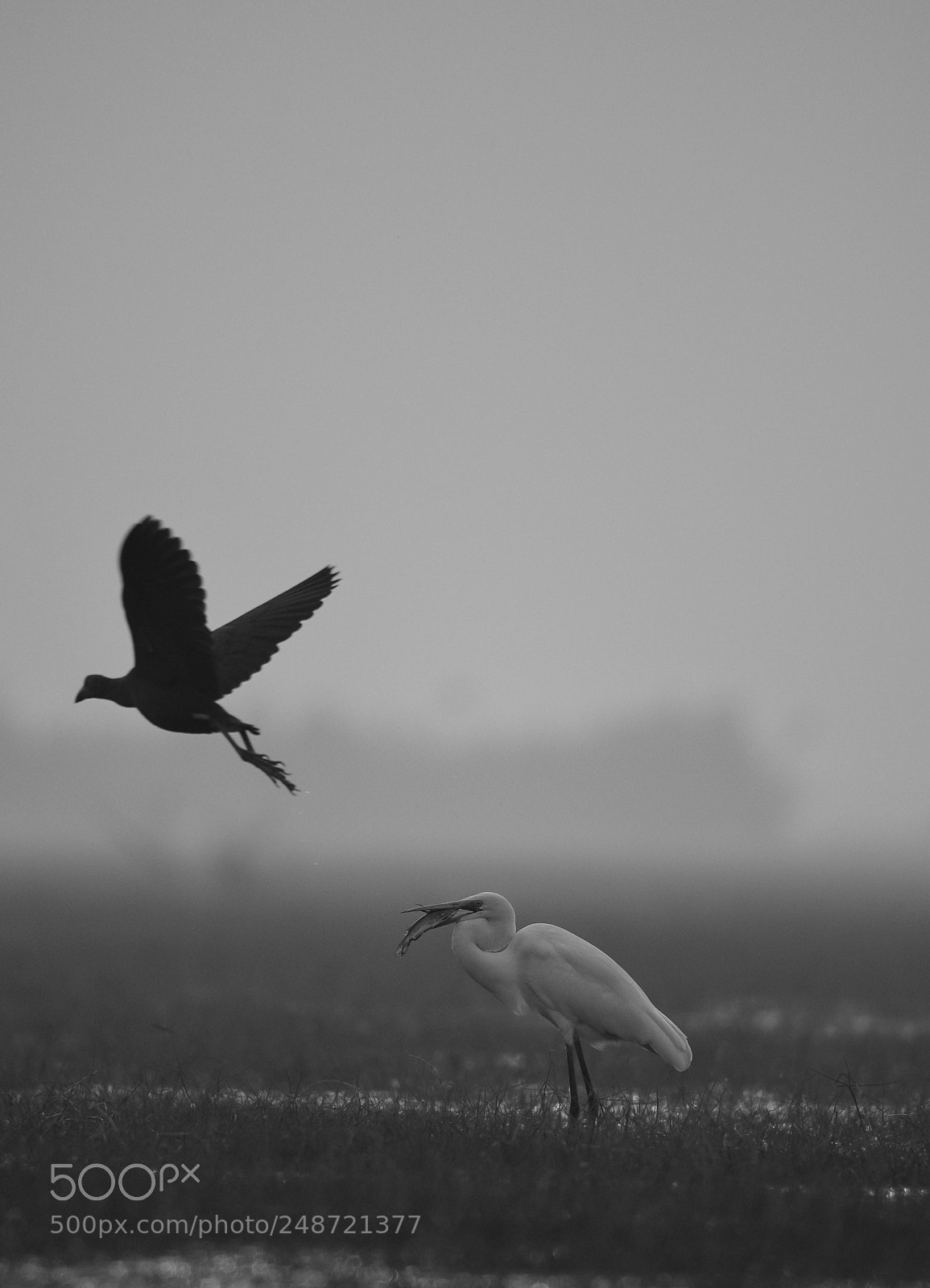 Nikon D500 sample photo. The art of fishing photography