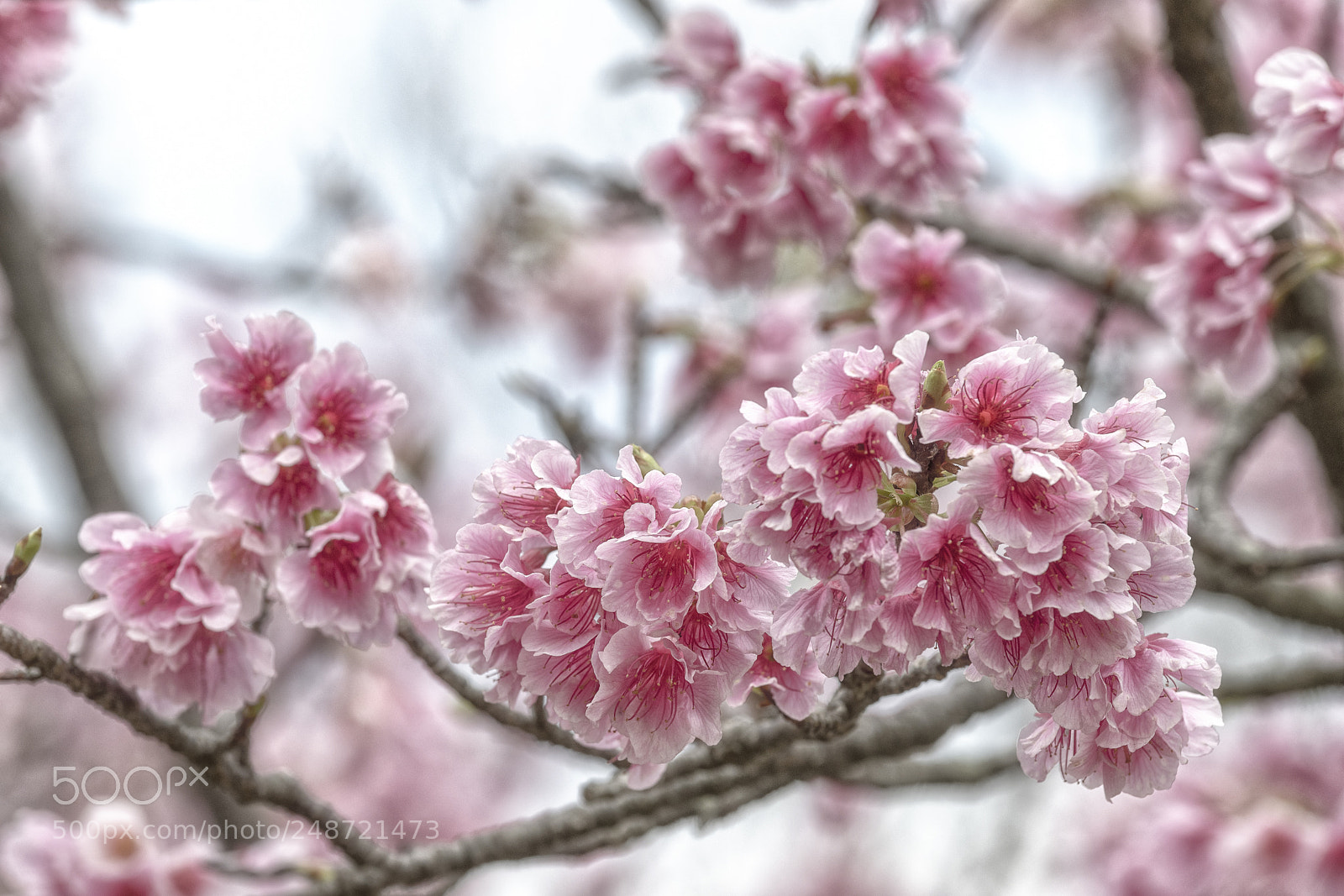 Nikon D850 sample photo. 沖繩櫻花季的尾聲 photography