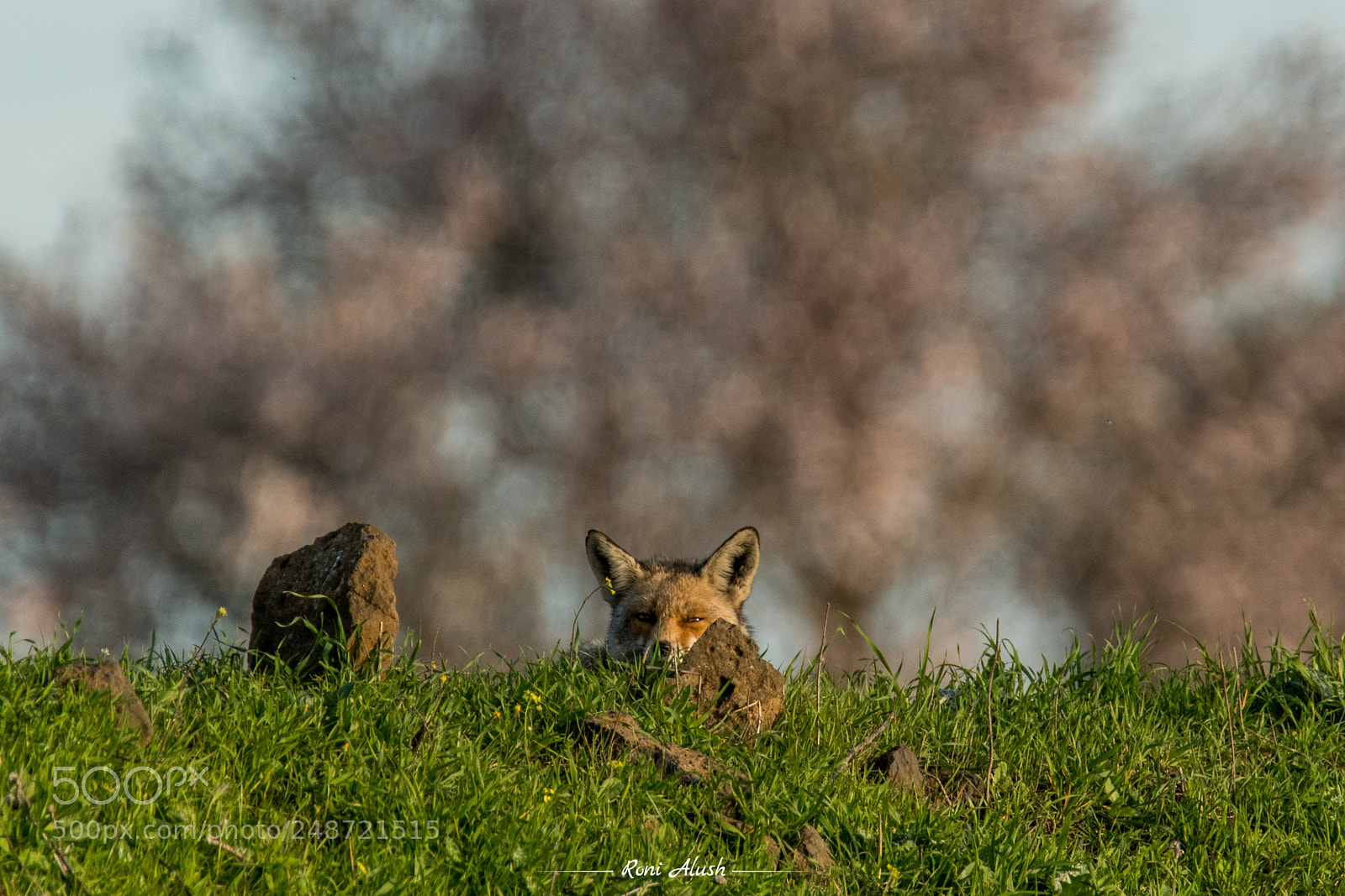 Nikon D500 sample photo. Fox photography