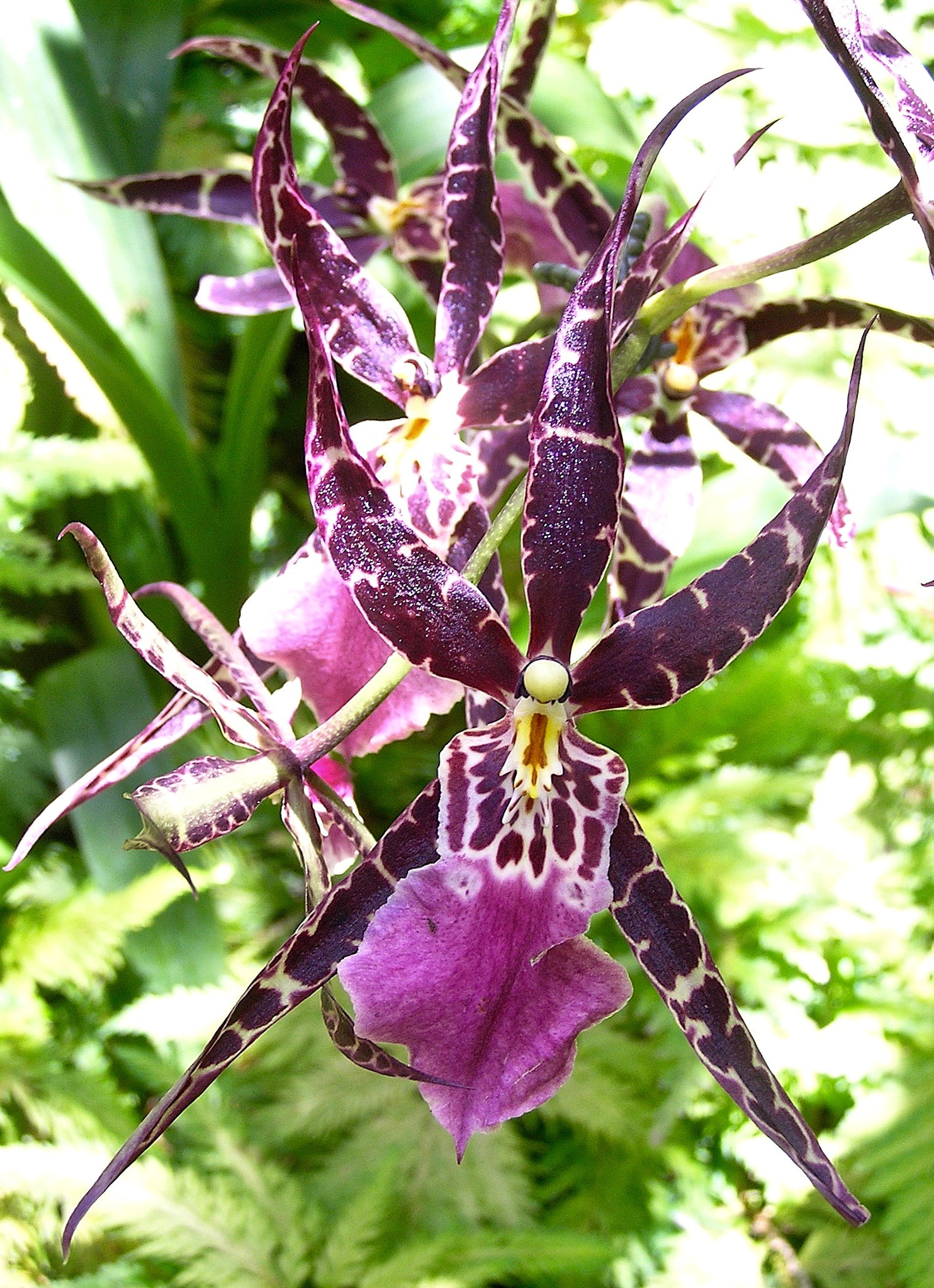 Olympus C765UZ sample photo. A purple bird orchid photography