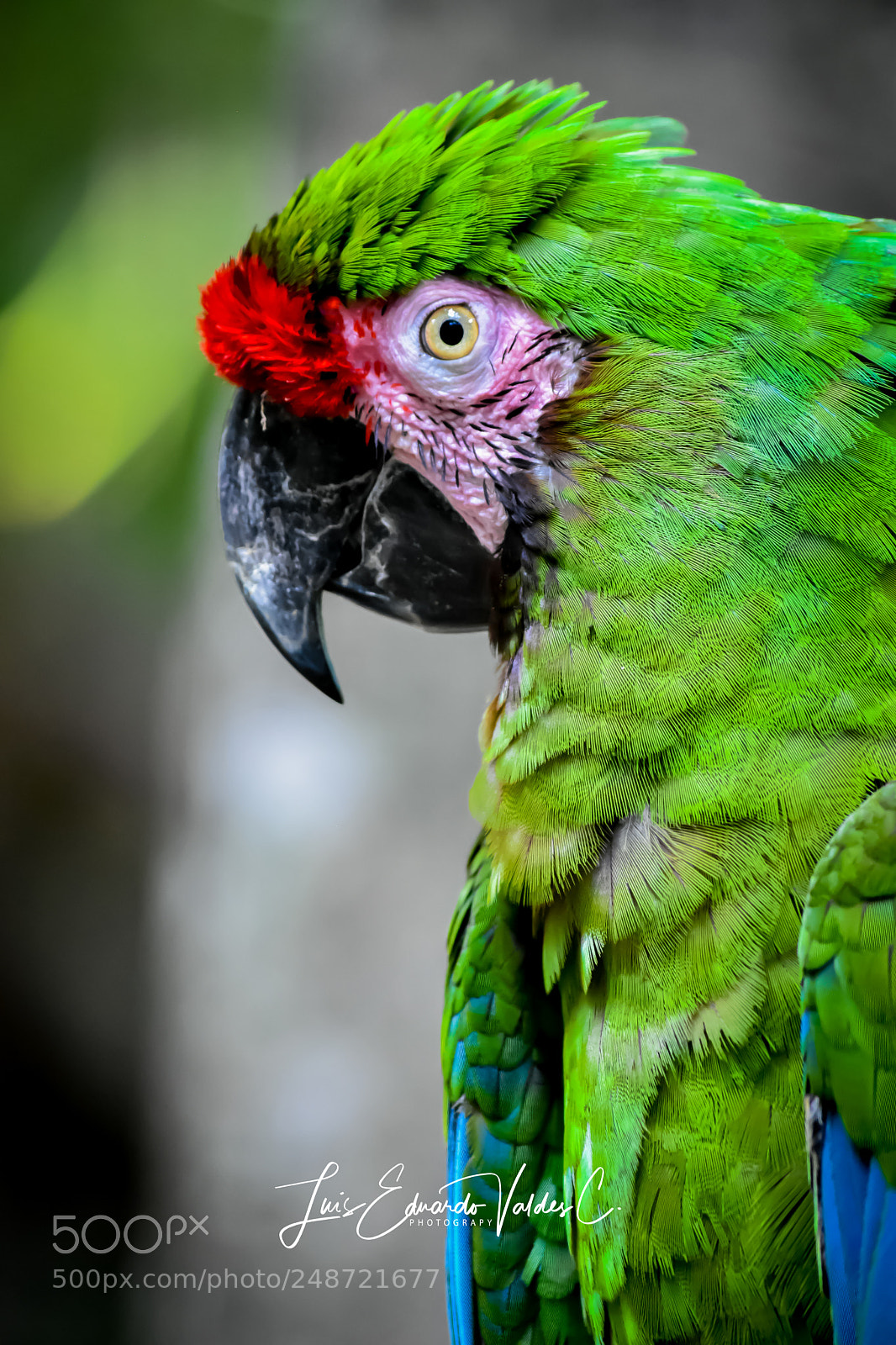 Nikon D7200 sample photo. Sweet look photography