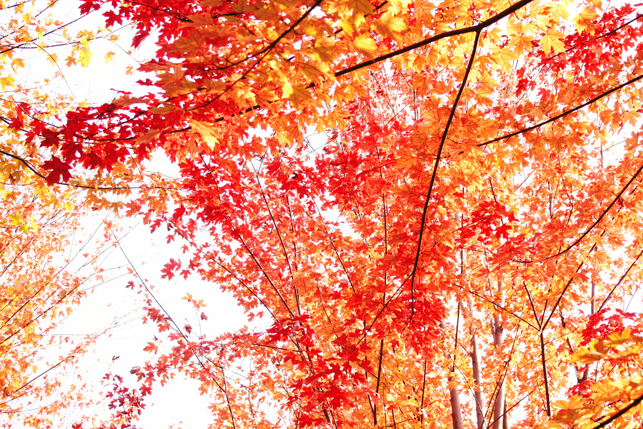Canon EOS 1000D (EOS Digital Rebel XS / EOS Kiss F) sample photo. The past maple tree. photography