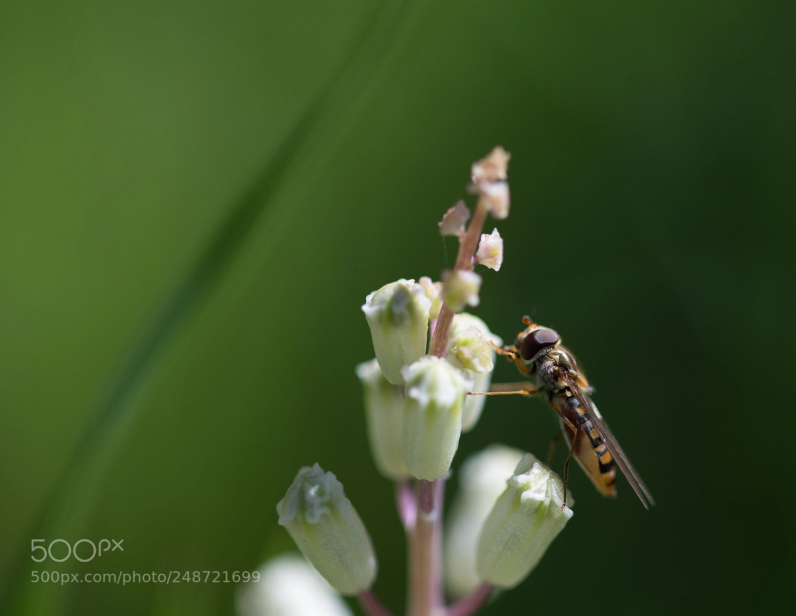 Nikon D610 sample photo. Macro photography