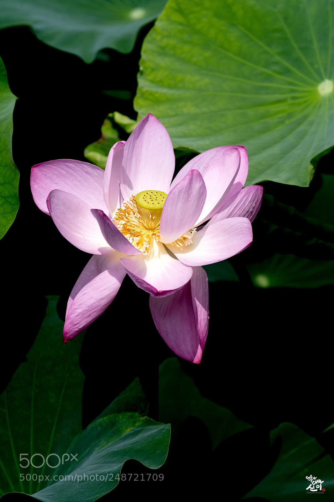 Fujifilm X-T2 sample photo. Lotus photography