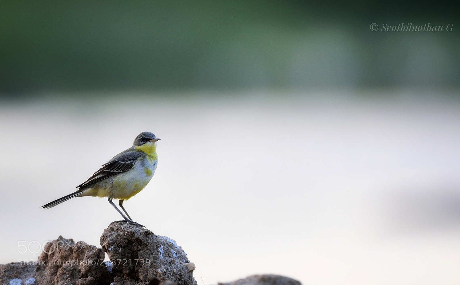 Nikon D5300 sample photo. Yellow wagtail photography