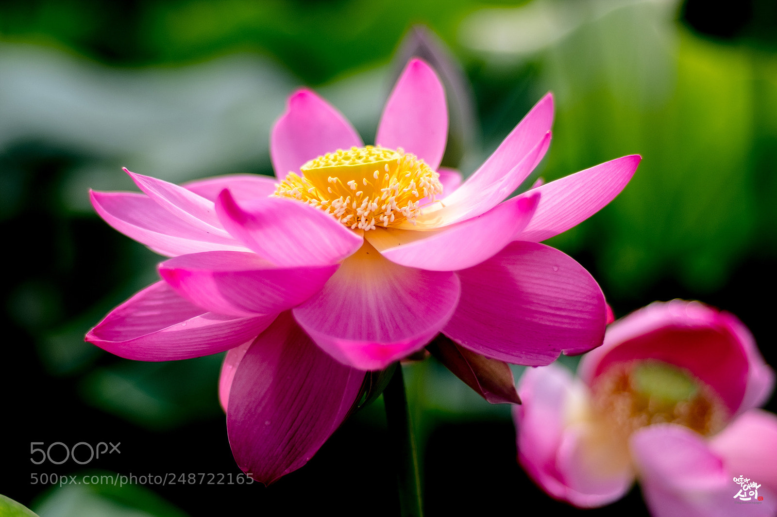 Fujifilm X-T2 sample photo. Lotus photography