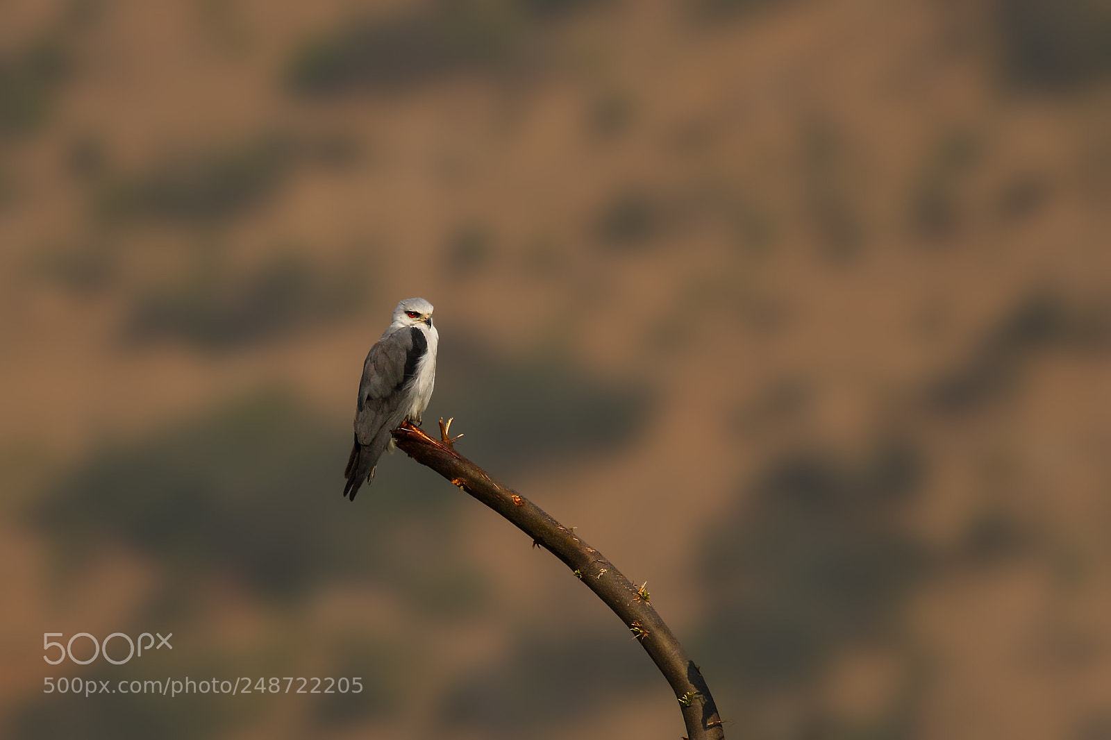 Canon EOS 7D Mark II sample photo. Black winged kite photography