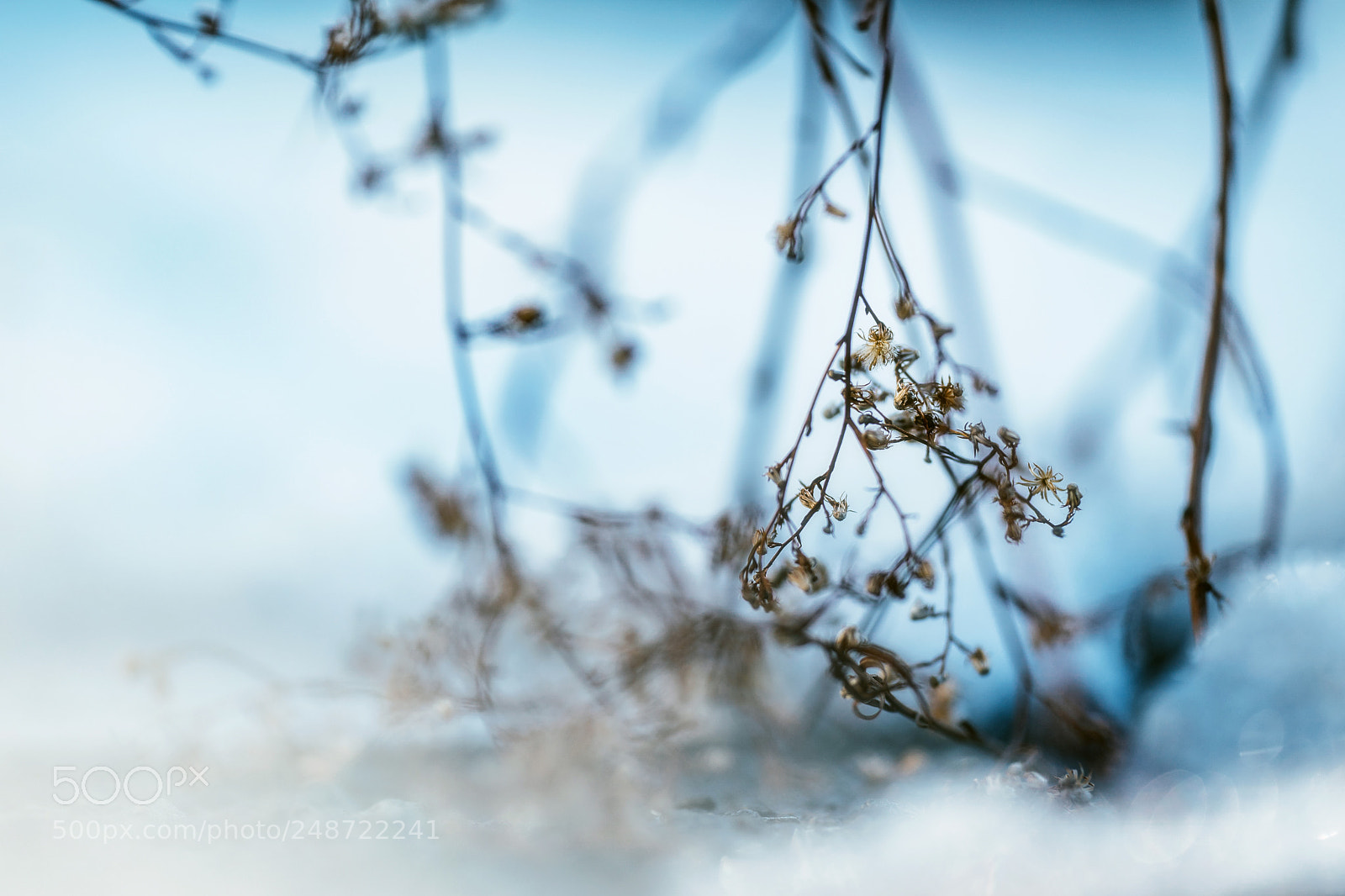 Sony a9 sample photo. When it snowed photography