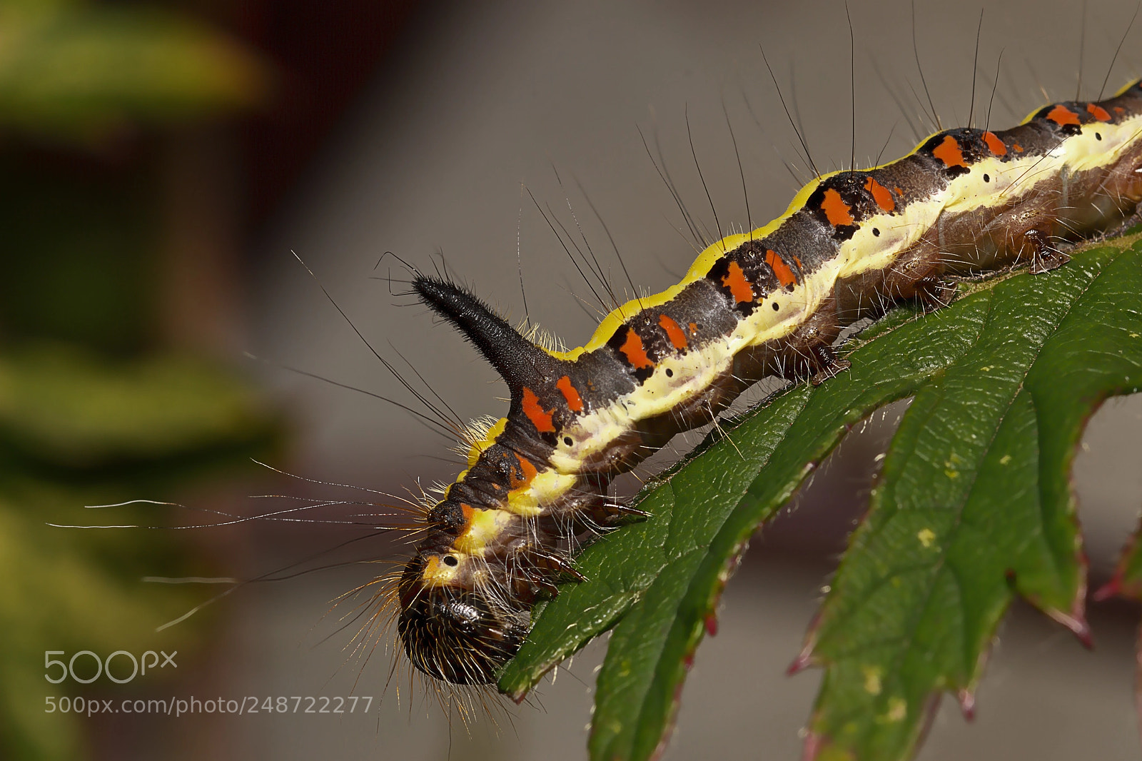 Nikon D3200 sample photo. Moth larvae photography