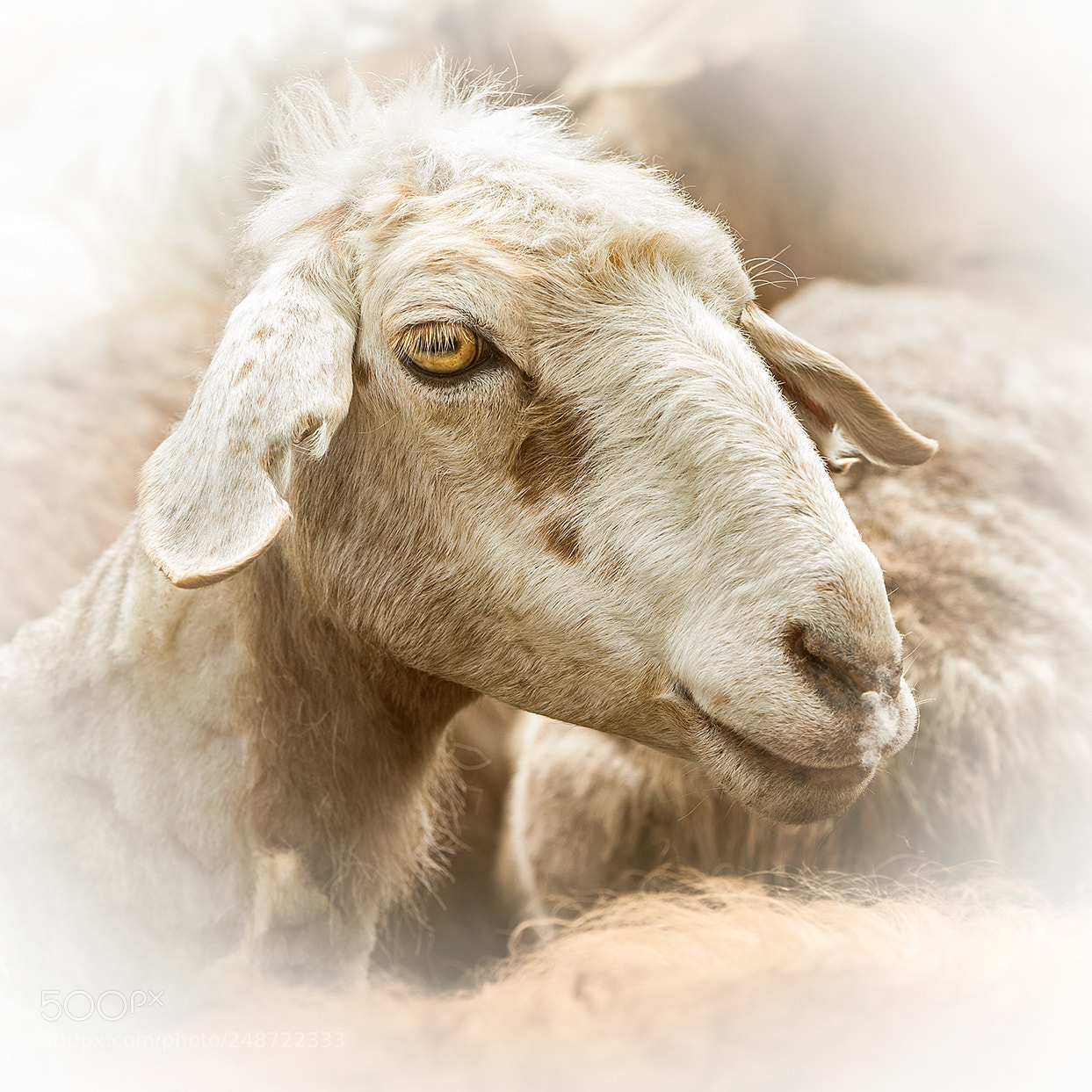 Canon EOS-1D X sample photo. Portrait of sheep 5 photography