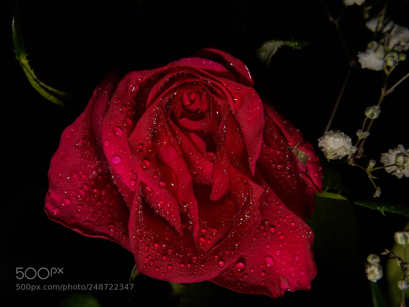 Nikon D5300 sample photo. Red rose photography