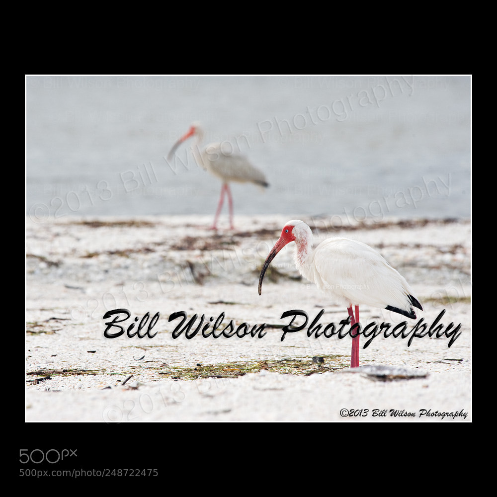 Nikon D3 sample photo. White ibis photography