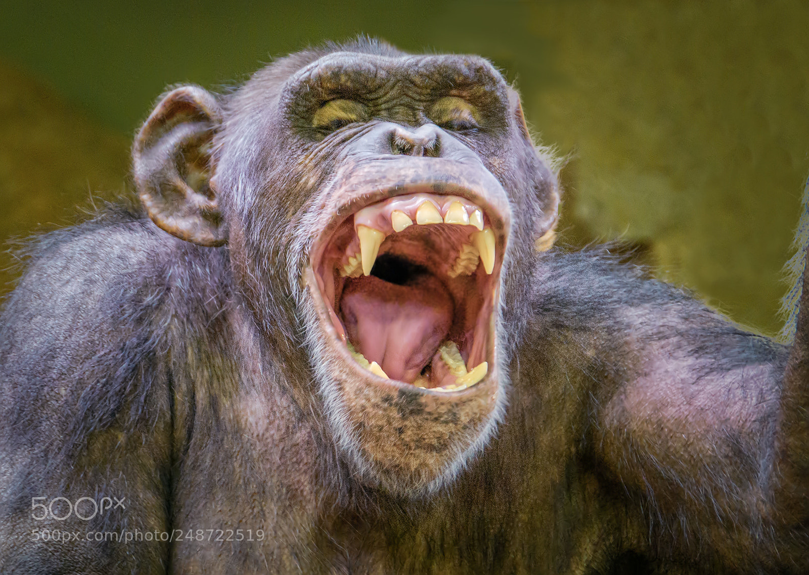 Nikon D500 sample photo. Open wide said the photography
