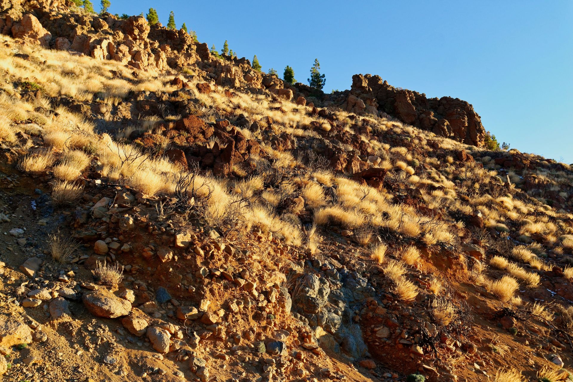 Nikon D800 sample photo. Teneriffa photography