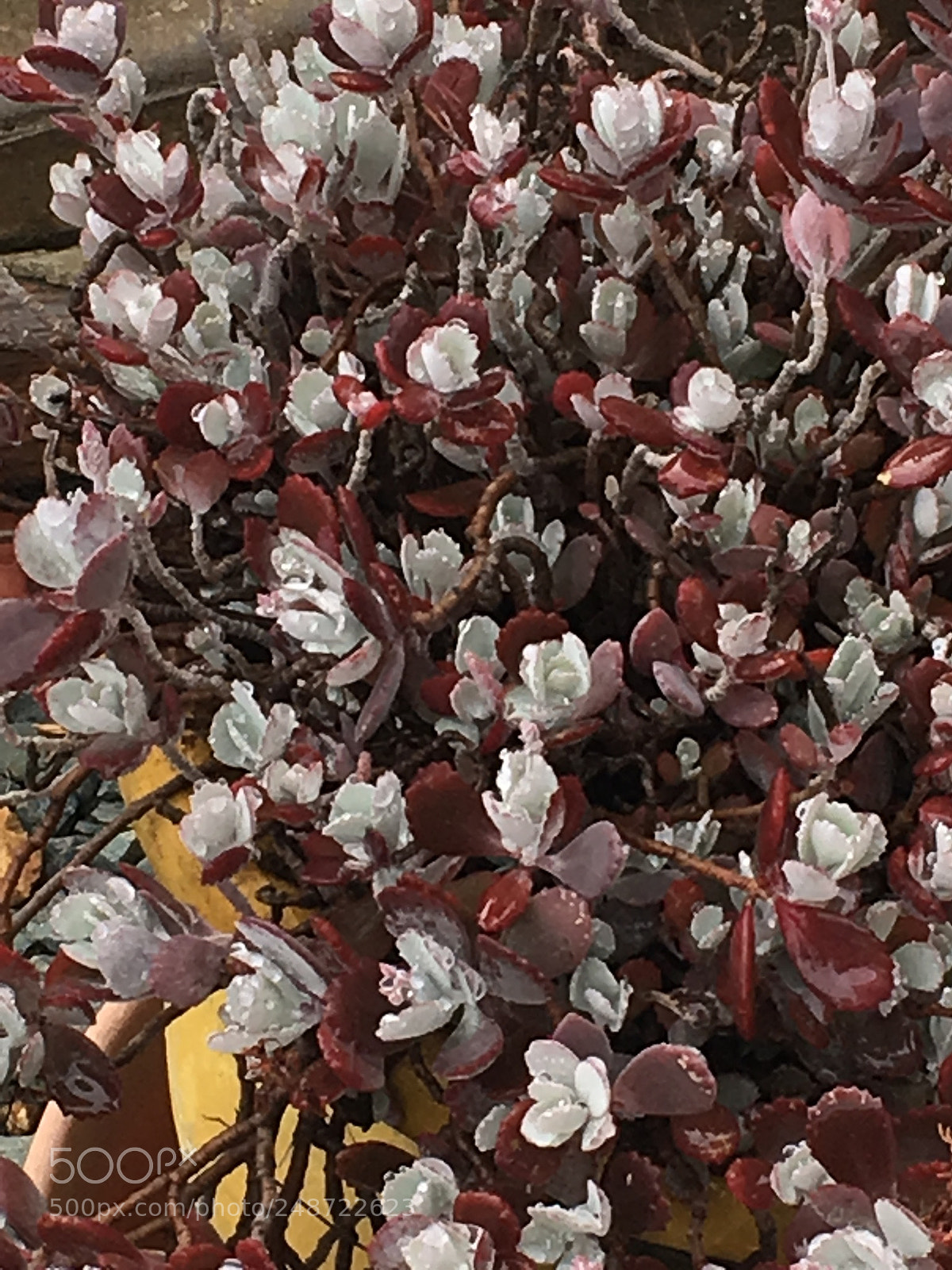 Apple iPhone 6s sample photo. Untitled photography
