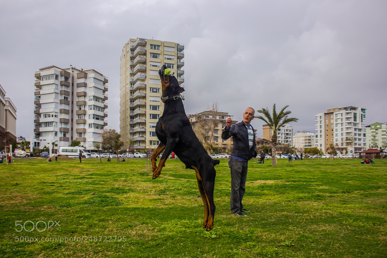 Canon EOS 550D (EOS Rebel T2i / EOS Kiss X4) sample photo. Dobermann photography