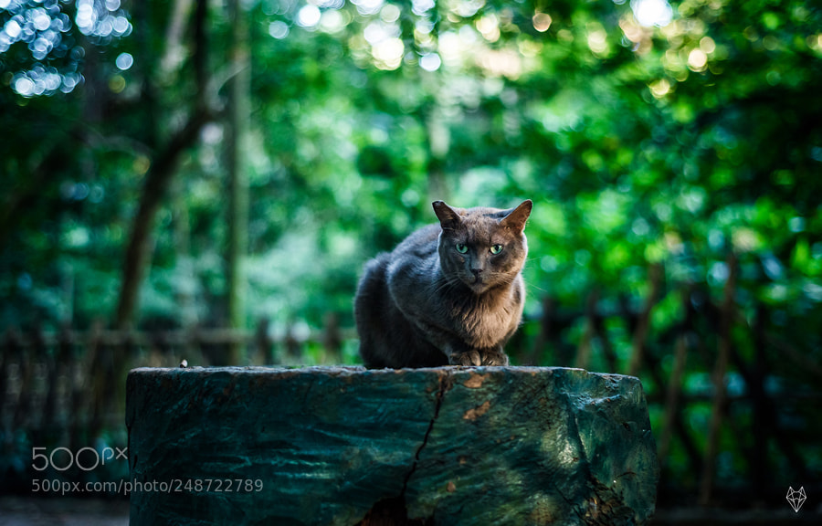 Nikon D610 sample photo. Mister mysterious photography