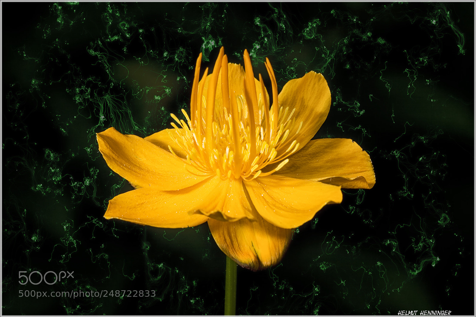 Canon EOS 20D sample photo. 0442 blume photography