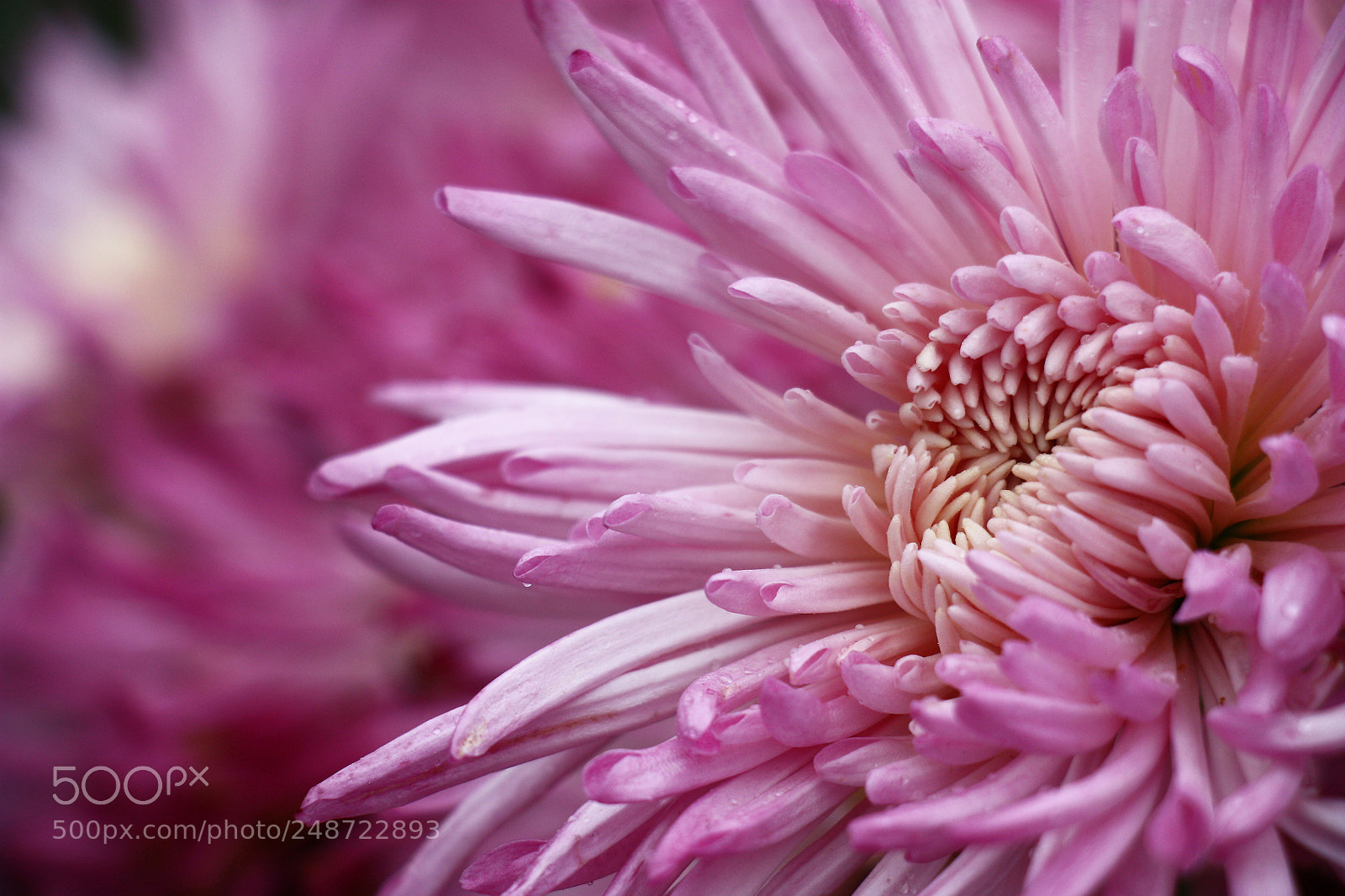 Canon EOS 450D (EOS Rebel XSi / EOS Kiss X2) sample photo. Gentle chrysanthemum. photography