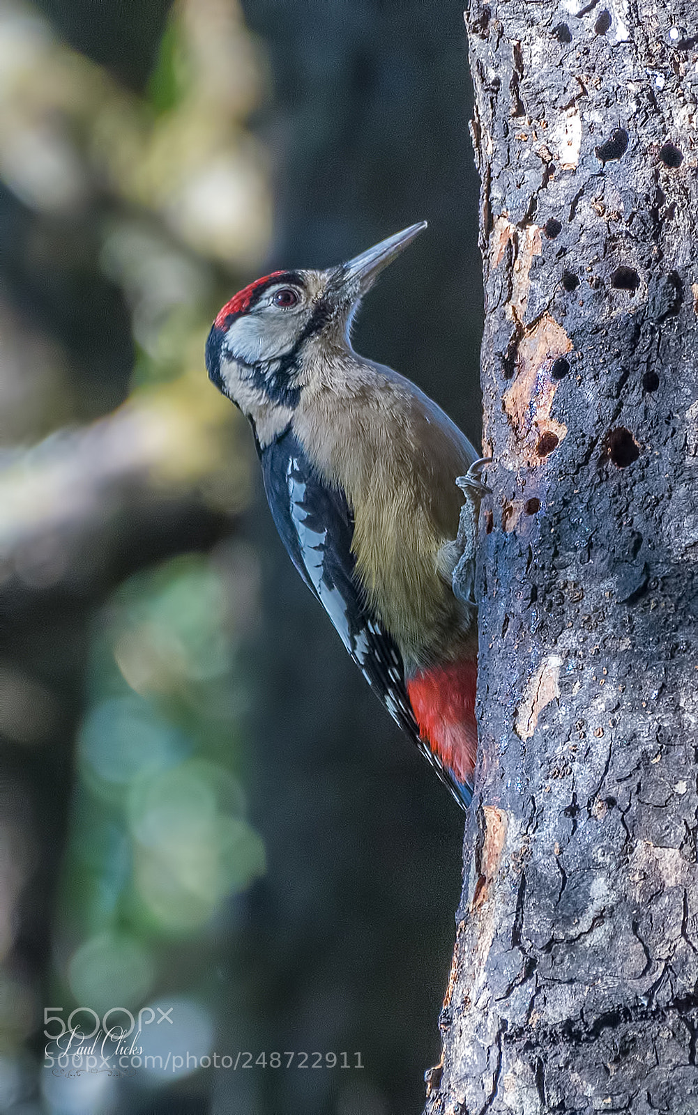 Nikon D500 sample photo. Himalayan woodpecker photography
