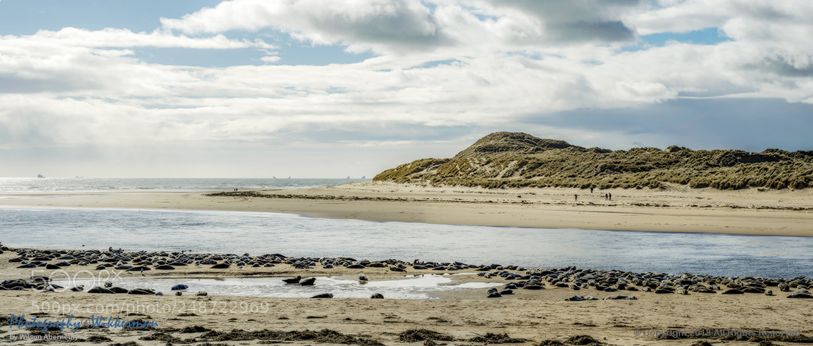 Nikon D800E sample photo. Newburgh seal colony photography