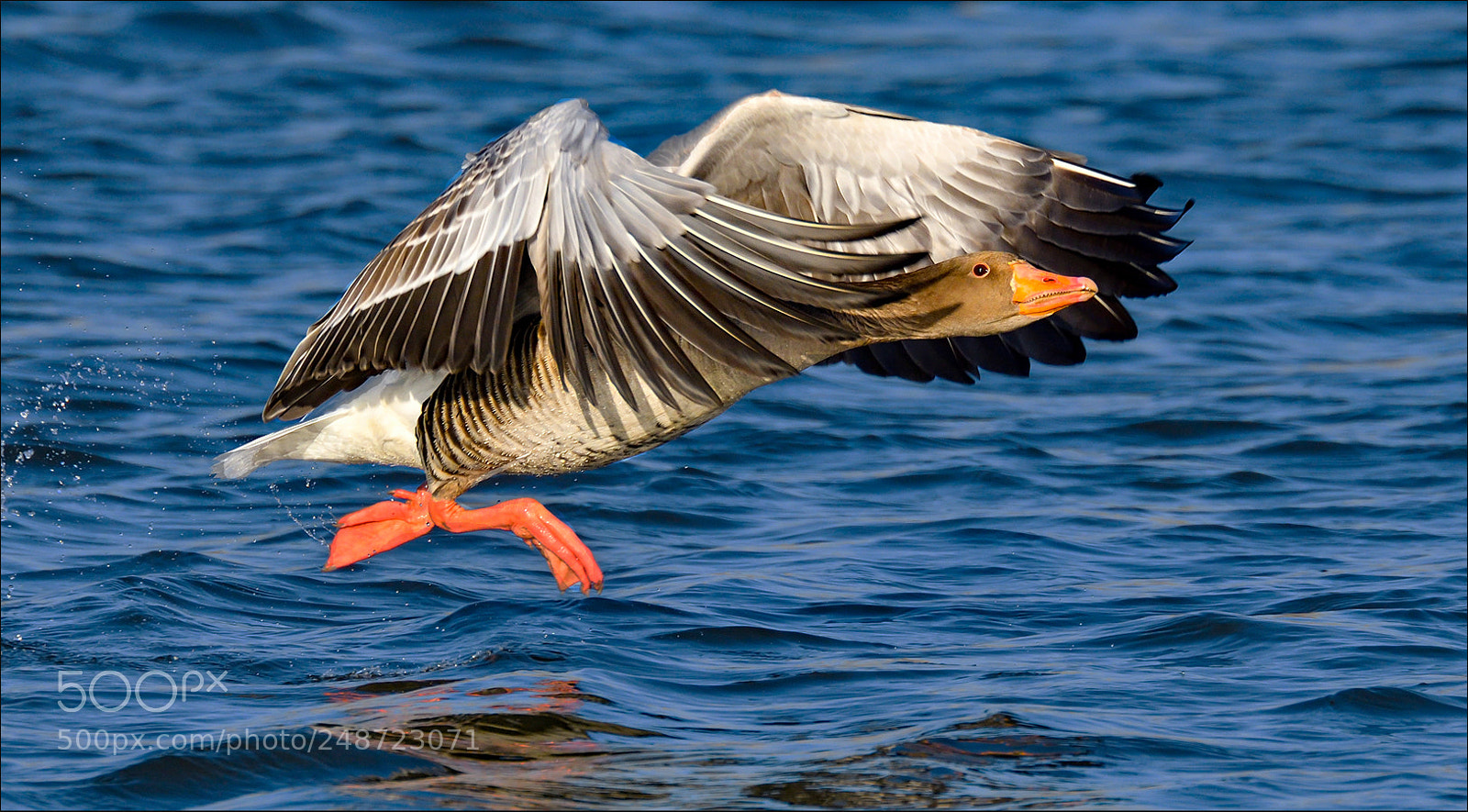 Nikon D500 sample photo. Grauwe gans photography