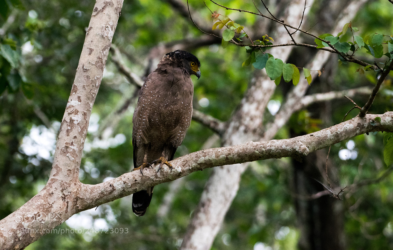 Nikon D5300 sample photo. Crested serpent eagle photography